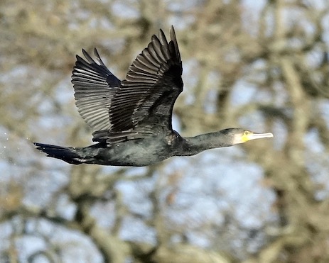 cormorant